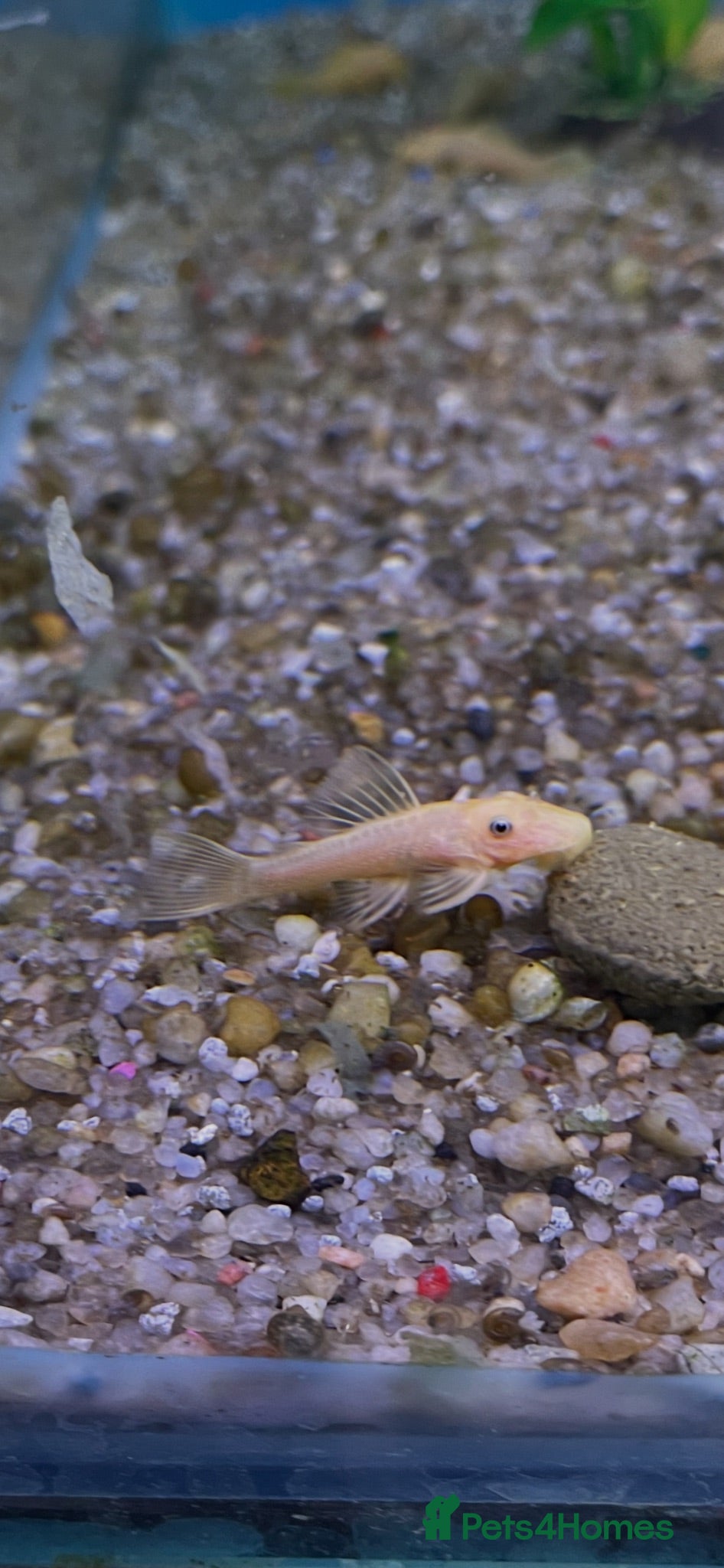 Catfish fish Blue eyed lemon bristlenose catfish - Advert 1
