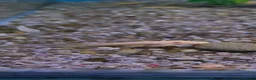Catfish fish for sale: Blue eyed lemon bristlenose catfish in Leighton Buzzard - Advert 1