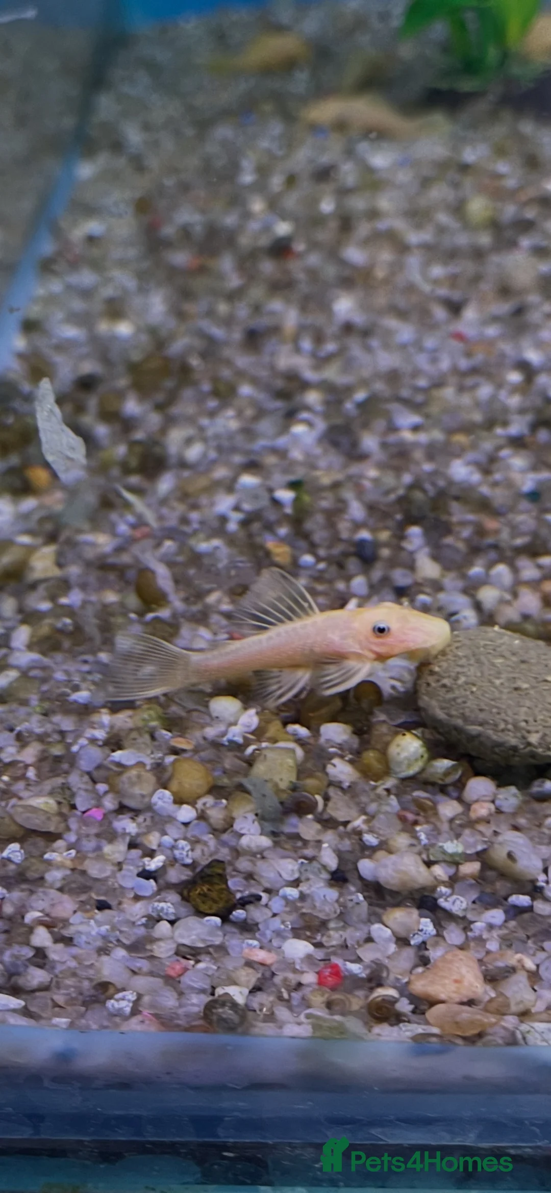 Catfish fish for sale: Blue eyed lemon bristlenose catfish in Leighton Buzzard - Advert 1