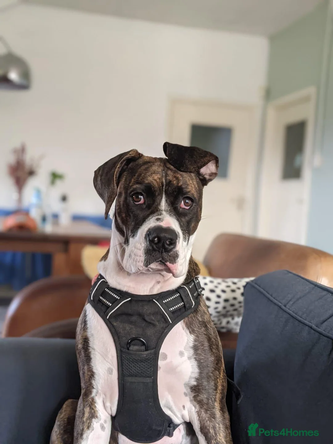 Mixed Breed dogs for sale: Lola – 5-year-old looking for an experienced home in London - Advert 14