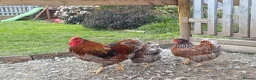 Chickens poultry for sale: Blue laced wynaddote bantam hatching eggs - Advert 3