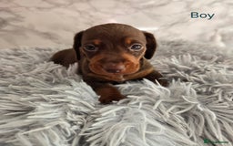 Miniature Dachshund dogs for sale: Stunning miniature dachshund puppies - Image 12