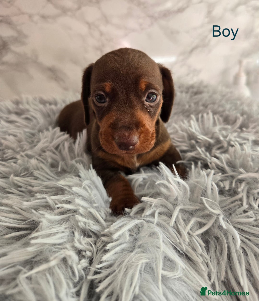 Miniature Dachshund dogs for sale: Stunning miniature dachshund puppies - Image 12
