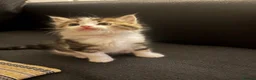 Mixed Breed cats for sale: 5 gorgeous kittens ready now!  - Advert 12