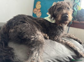 Labradoodle dogs - Advert 4