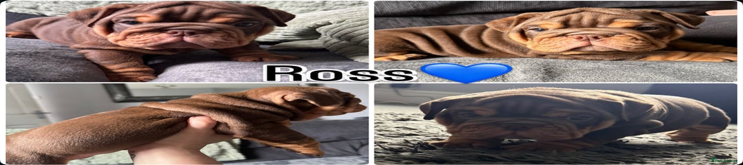 Ross