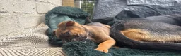 Mixed Breed dogs for sale: German Shepherd mix puppies  in Swansea - Advert 23