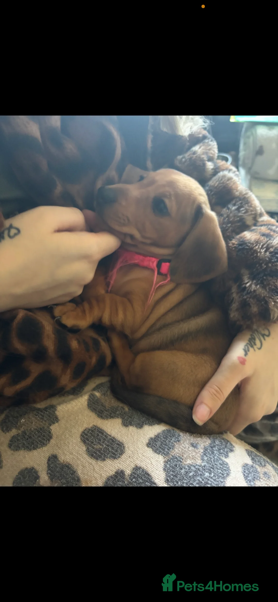 Miniature Dachshund dogs for sale: Dapple red miniature dachshund  - Advert 7