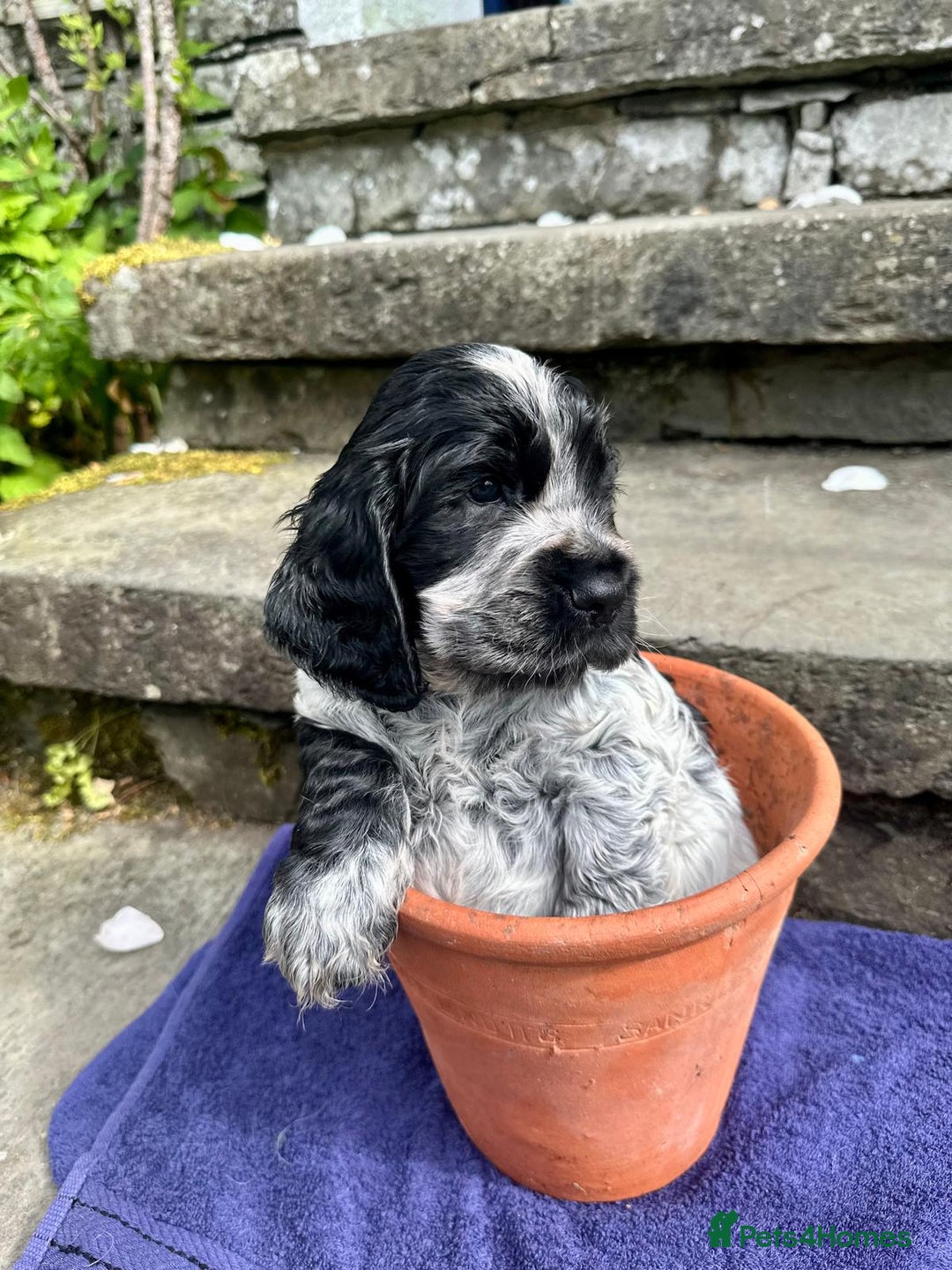 Cocker Spaniel dogs for sale: Show Cocker Spaniel KC reg available on 16 th Sept - Image 7