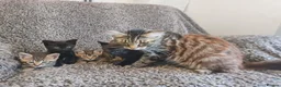 Mixed Breed cats for sale: Kittens for sale  - Advert 7