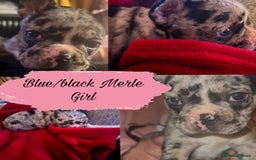 Mixed Breed dogs for sale: Frenchie x Boston Terrier Puppies🩶💙 - Image 3