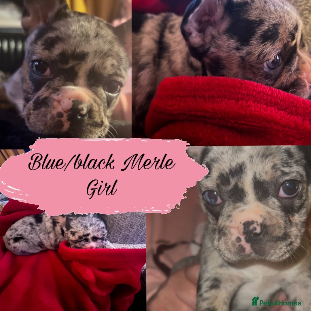 Mixed Breed dogs for sale: Frenchie x Boston Terrier Puppies🩶💙 - Image 3
