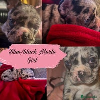 Mixed Breed dogs - Advert 1
