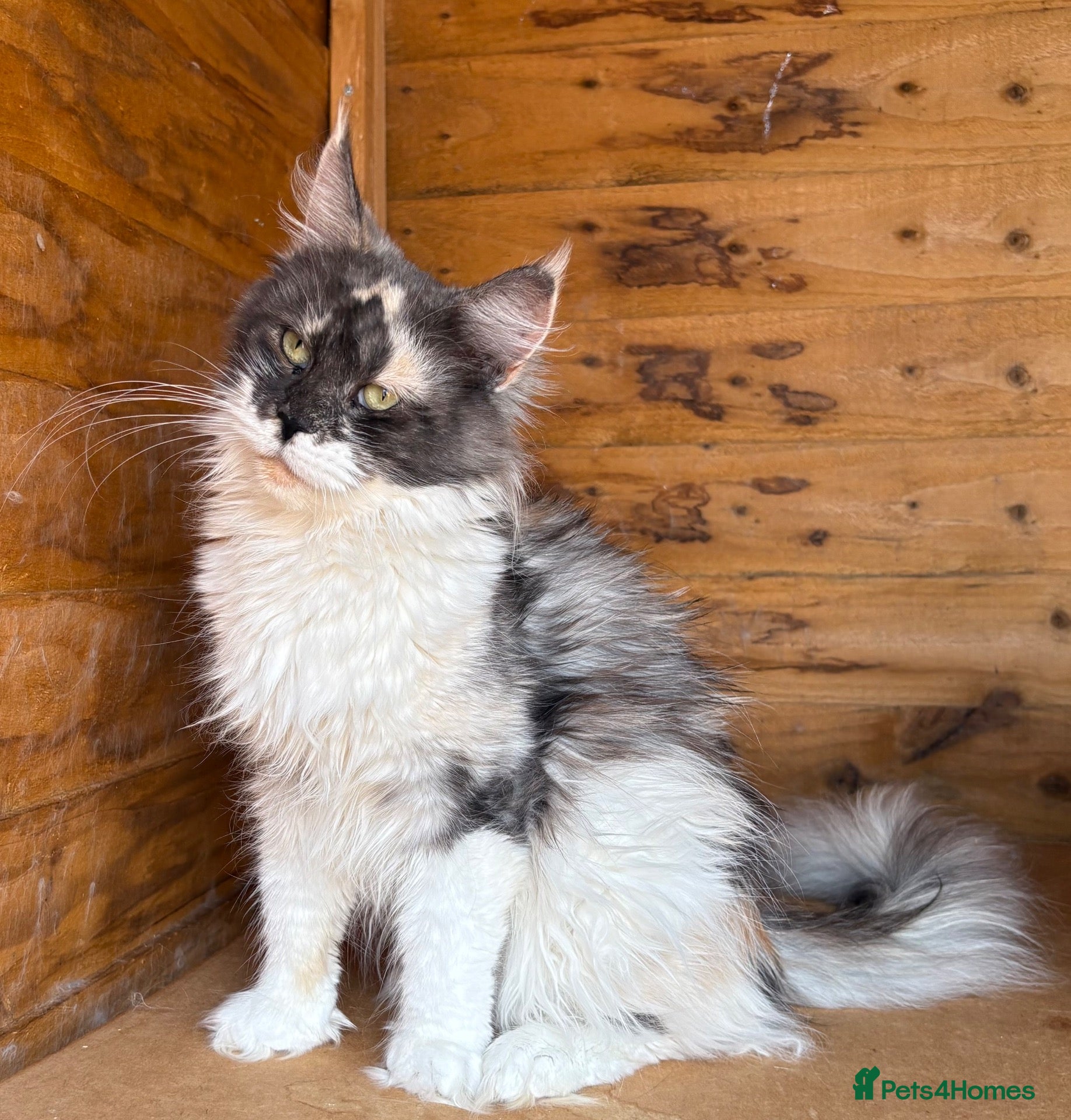 Maine Coon cats Beautiful bow lady Maine coon  - Advert 1