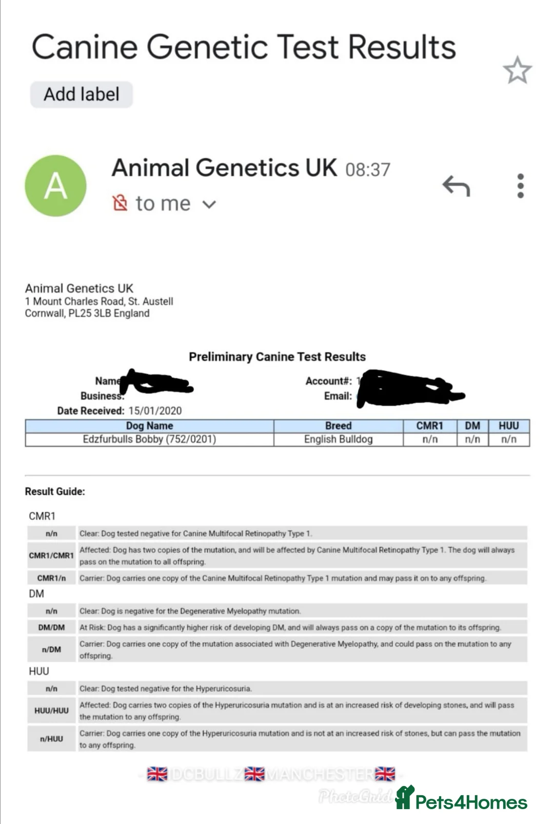 English Bulldog dogs for stud: Freddie Lilac tri stud in Manchester - Advert 3