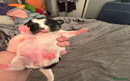 Chihuahua dogs for sale: Ready to leave female chihuahua BOTH vaccines done - Image 7