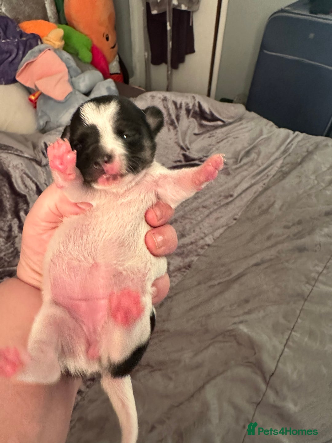 Chihuahua dogs for sale: Ready to leave female chihuahua BOTH vaccines done - Image 7