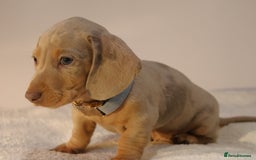 Miniature Dachshund dogs for sale:  🌟5StarsLicense+Holistic+KC+VetChecked+PRA Clear+ - Image 35