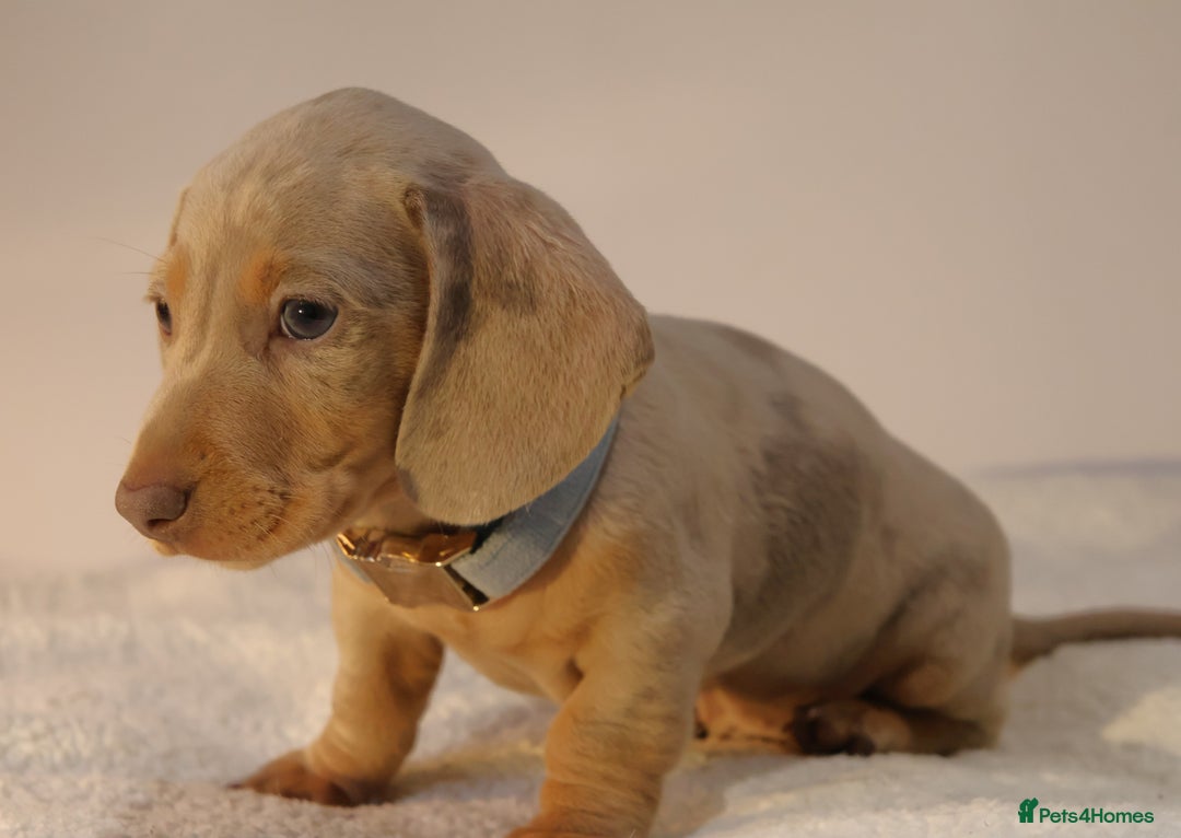 Miniature Dachshund dogs for sale:  🌟5StarsLicense+Holistic+KC+VetChecked+PRA Clear+ - Image 35