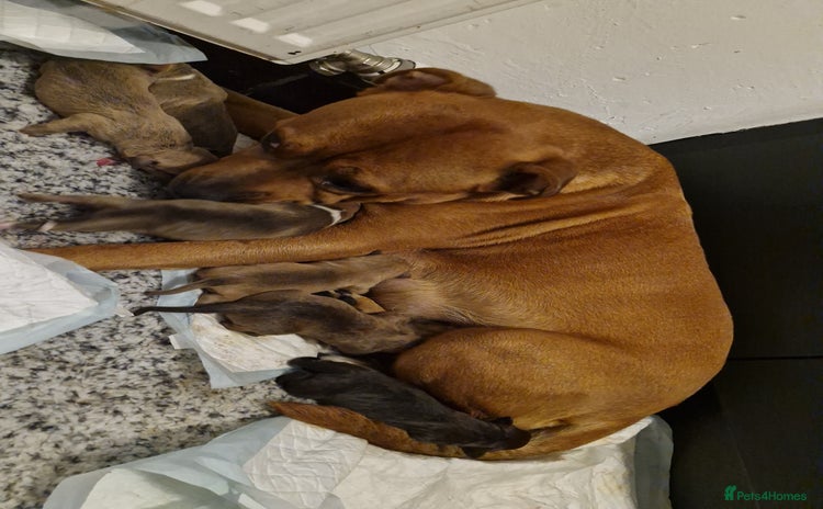 Mixed Breed dogs - Advert 13