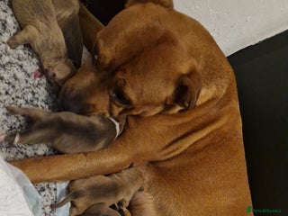 Mixed Breed dogs - Advert 3