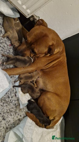 Mixed Breed dogs - Advert 5