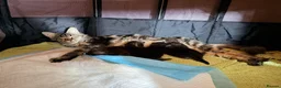 Maine Coon cats for sale: Giant Maine Coon male kittens TICA - Advert 2