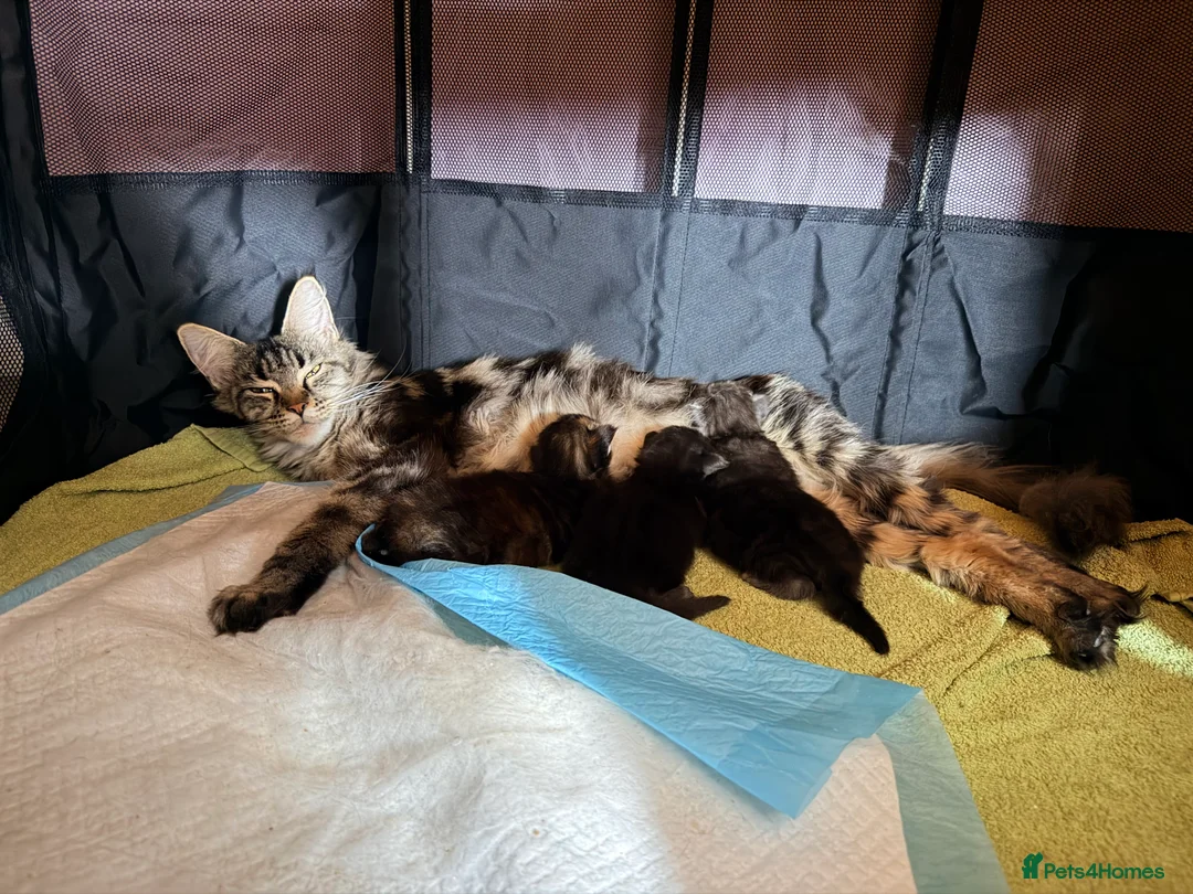 Maine Coon cats for sale: Giant Maine Coon male kittens TICA - Advert 2