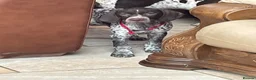 German Shorthaired Pointer dogs for sale: Kc German shorthaired pointer - Advert 9
