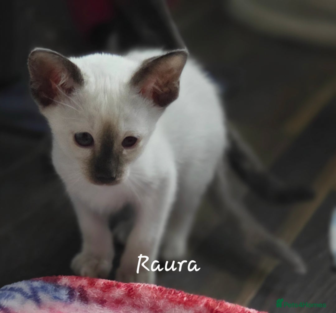 Oriental cats for sale: 8 supersoft GCCF registered Oriental kittens  - Image 17