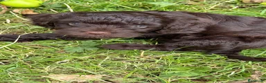 Cockapoo 6