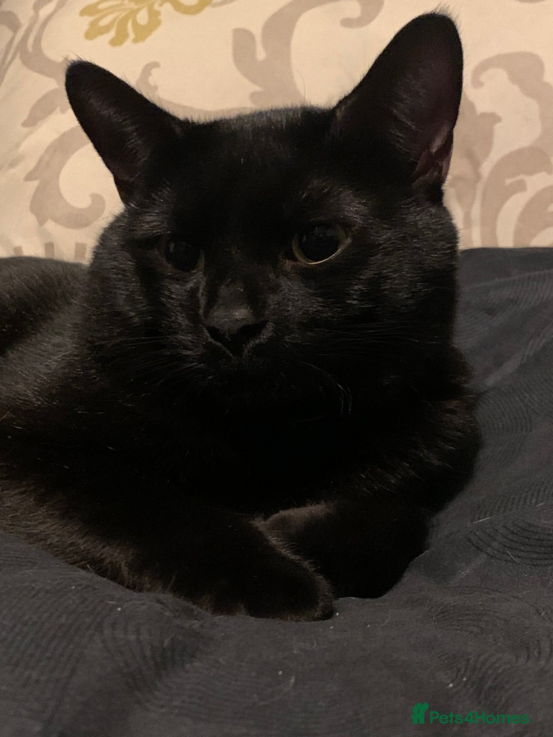 Bombay cats for sale: 1.5Year-Old Cat Looking for a Responsible New Home - Advert 4