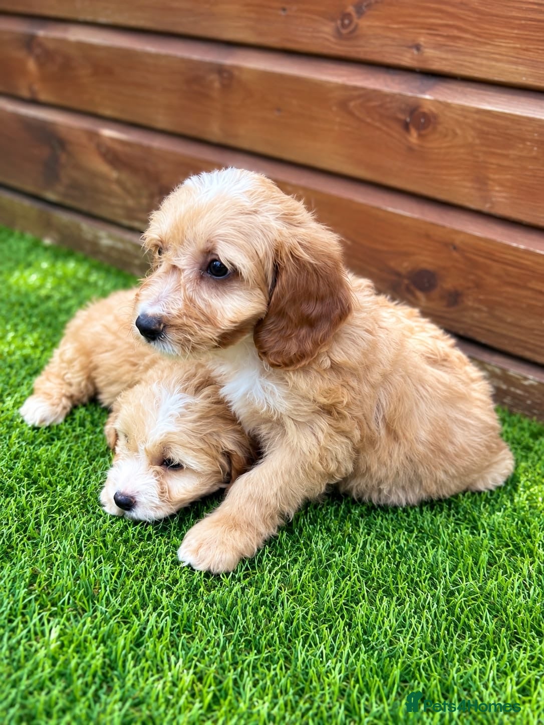 Cockapoo dogs Beautiful Cockerpoo Puppies  🐾 - Advert 15