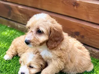 Cockapoo dogs Beautiful Cockerpoo Puppies 🐾 - Advert 15