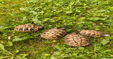 Tortoise reptiles - Advert 7