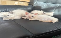 Ragdoll cats for sale: ADORABLE RAGDOLL POLYDACTYL KITTENS - READY NOW - Image 31