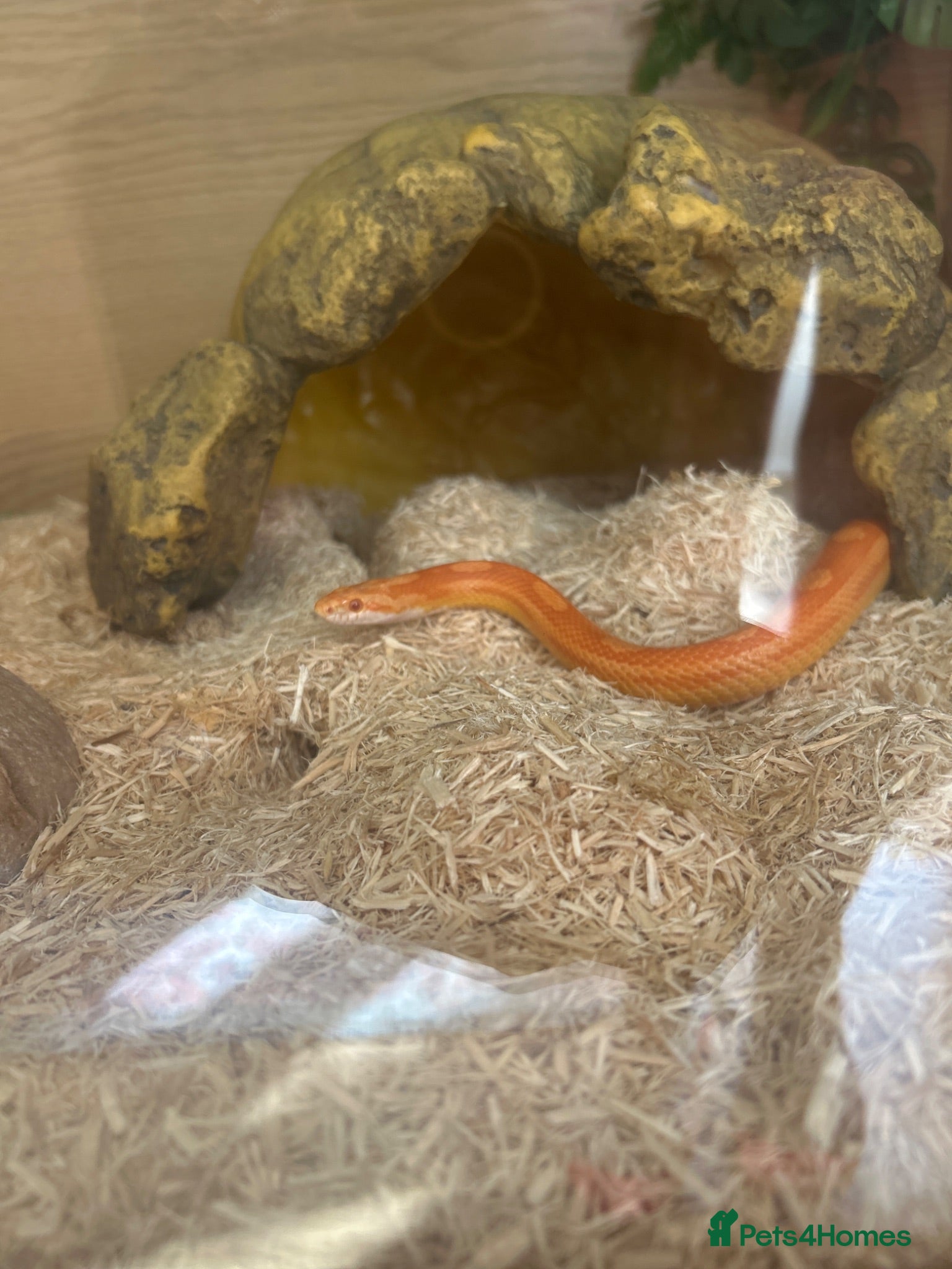 Corn Snake reptiles Albino corn snake  - Advert 3