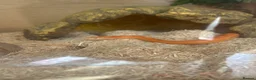 Corn Snake reptiles for sale: Albino corn snake  in Mansfield - Advert 1