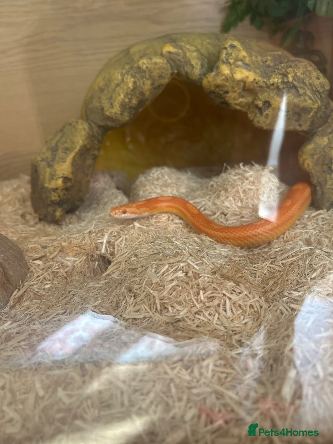 Corn Snake reptiles for sale: Albino corn snake  in Mansfield - Advert 1