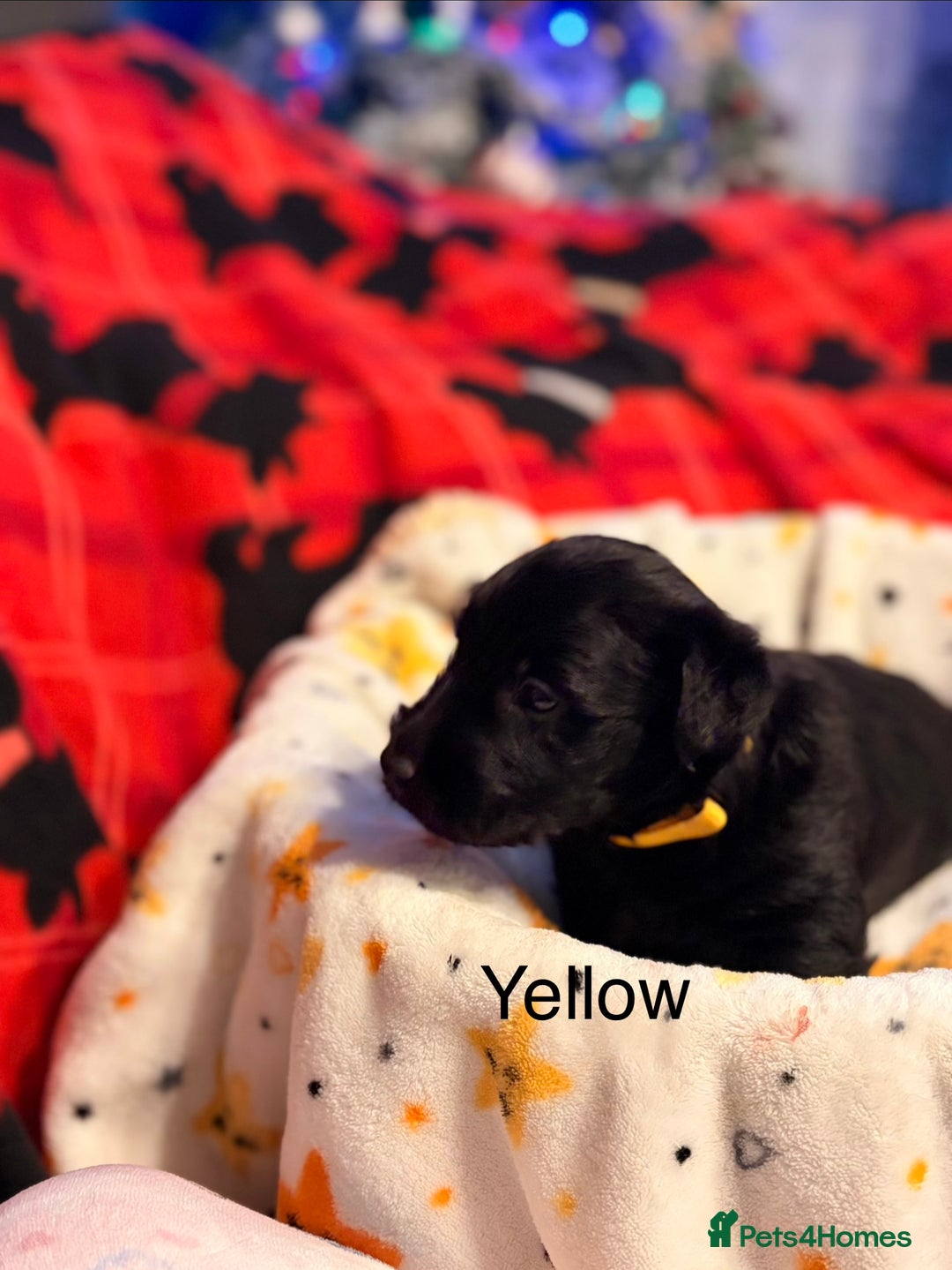 Scottish Terrier dogs for sale: 2 beautiful Scottish terrier boys available  - Advert 3