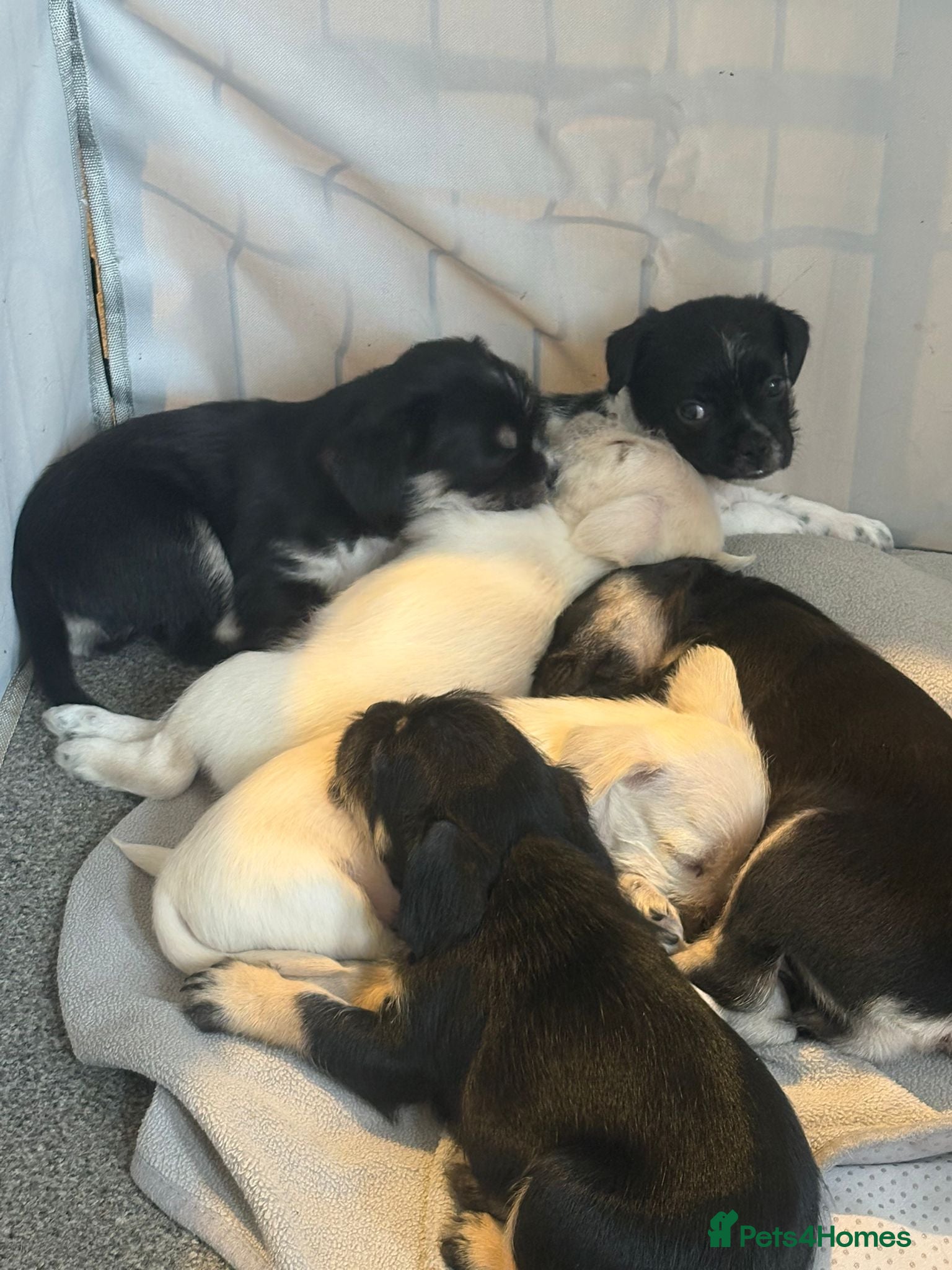 Mixed Breed dogs french bulldog hybrid  - Advert 13