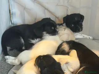 Mixed Breed dogs french bulldog hybrid - Advert 13