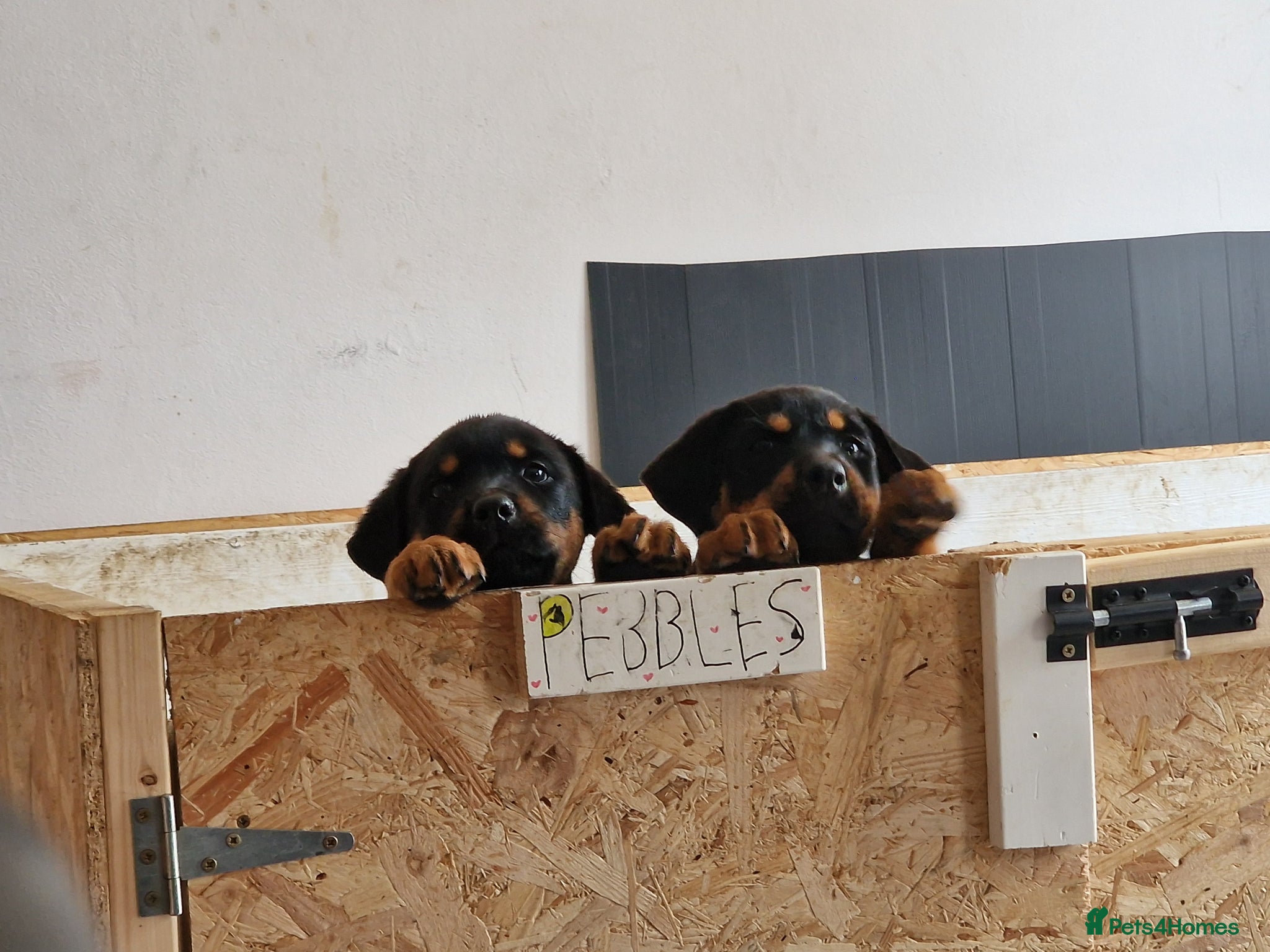 Mixed Breed dogs 3 girls left - Advert 1