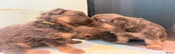 German Shepherd dogs for sale: Blue/Tan Puppies  in Dartford - Advert 11