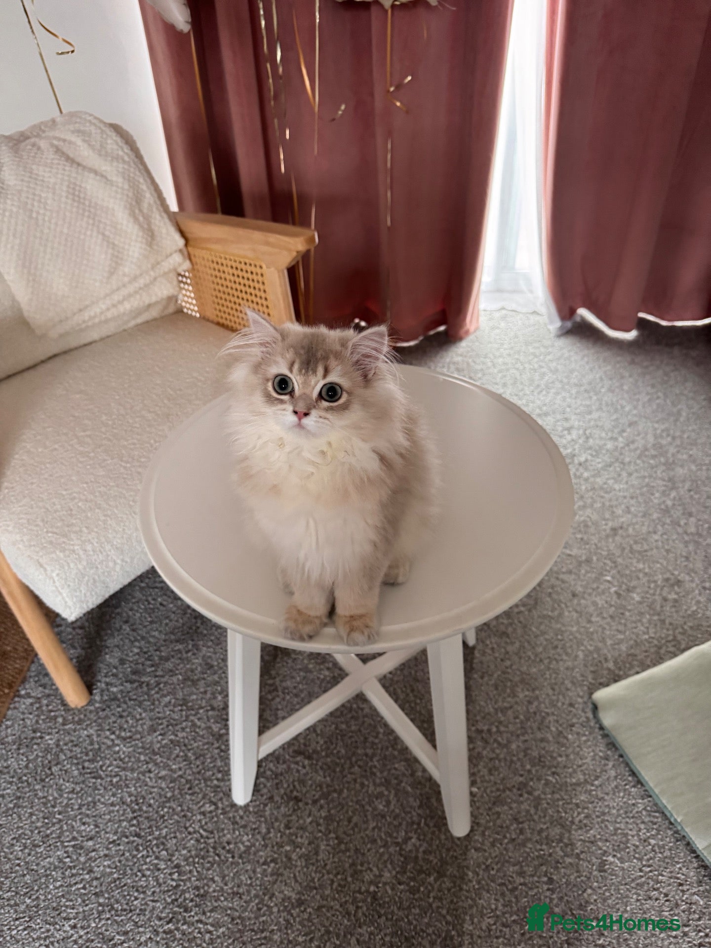 British Longhair cats Adorable British longhair   - Advert 6
