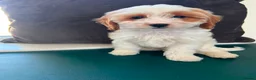 Cavapoo dogs for sale: Cavapoo puppies  in Cookstown - Advert 1