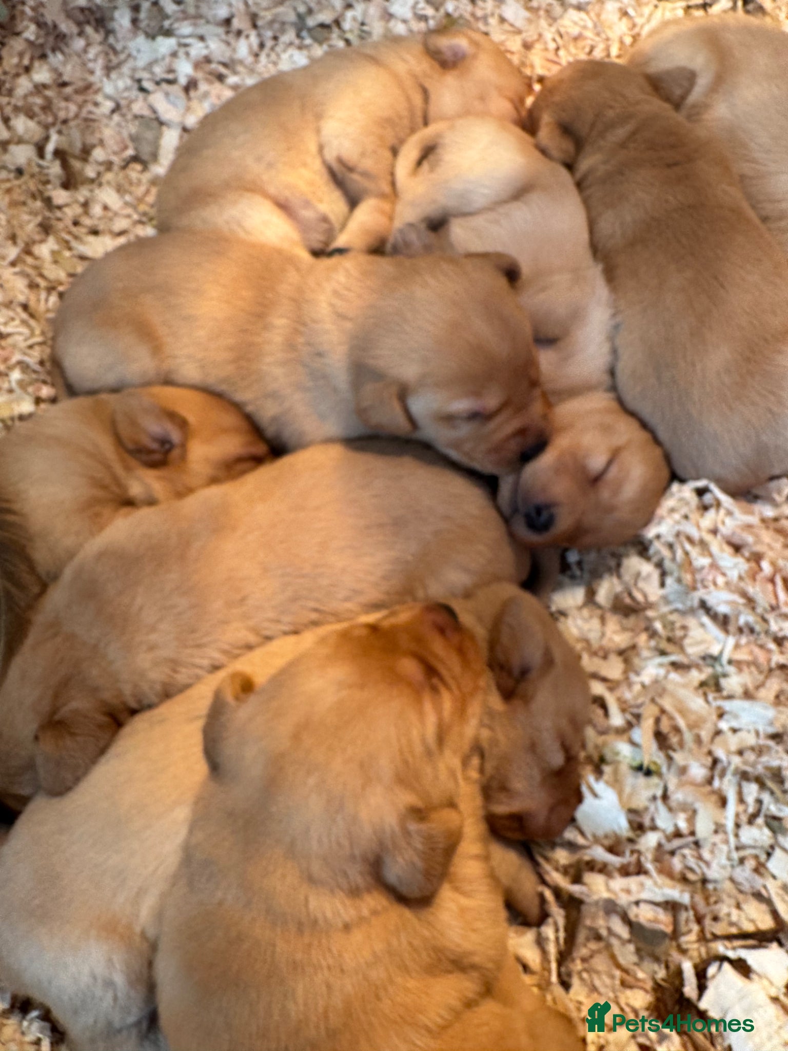 Labrador Retriever dogs Fox Red Labrador  - Advert 16