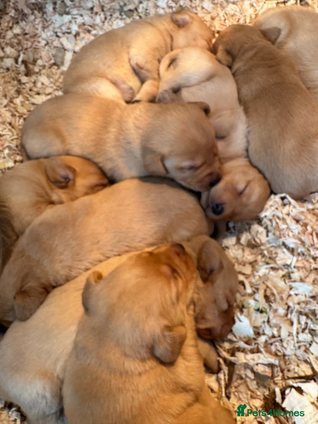 Labrador Retriever dogs for sale: Fox Red Labrador  in Leyburn - Advert 1