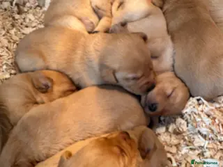 Labrador Retriever dogs Fox Red Labrador - Advert 16