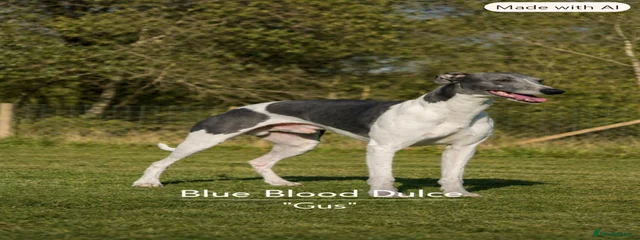 Gus